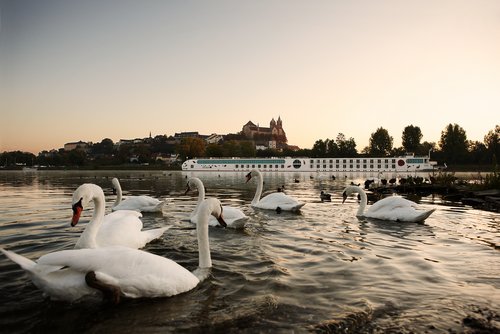 Die A-ROSA AQUA liegt am frühen Morgen bei ruhigem Wasser an einem Anleger. Im Vordergrund schwimmen Schwäne in der Nähe des Ufers.